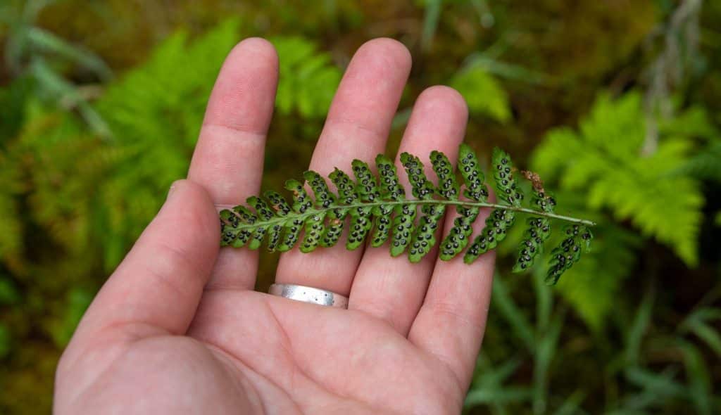 A woman's hand holding a fern leaf in a forest.
