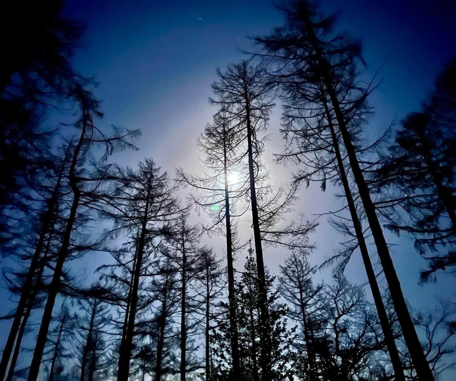 Full moon riding above trees in Whinlatter Forest
