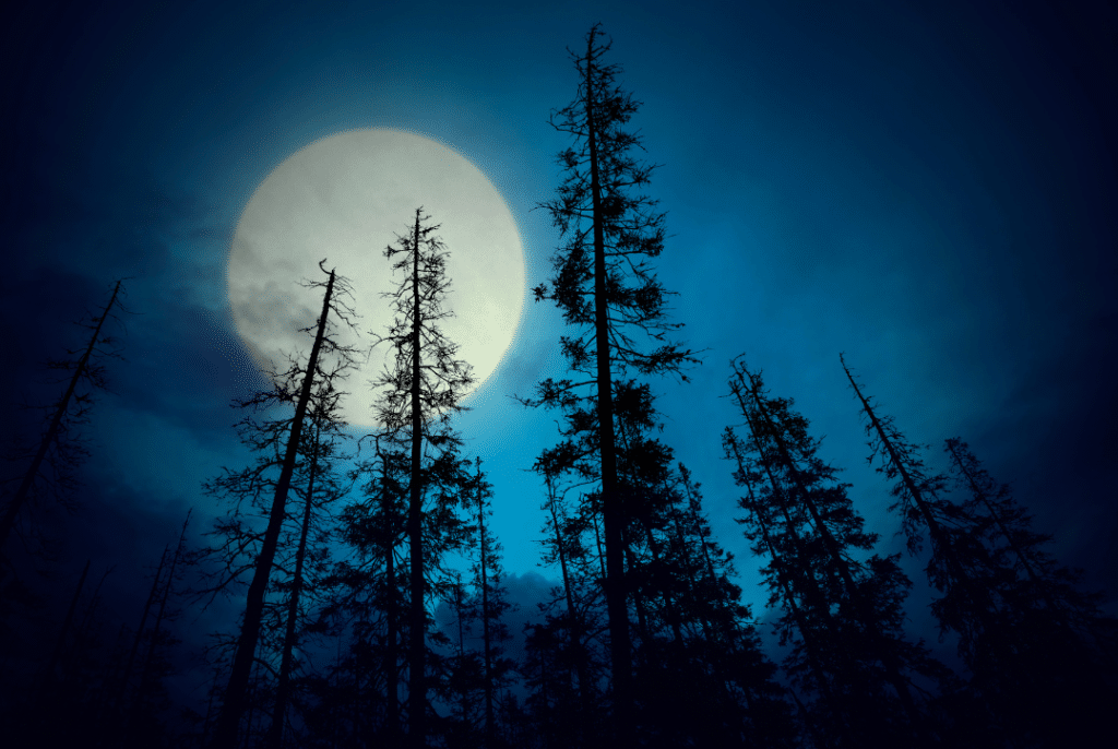 Looking up from moon bathing to the full moon above pine trees