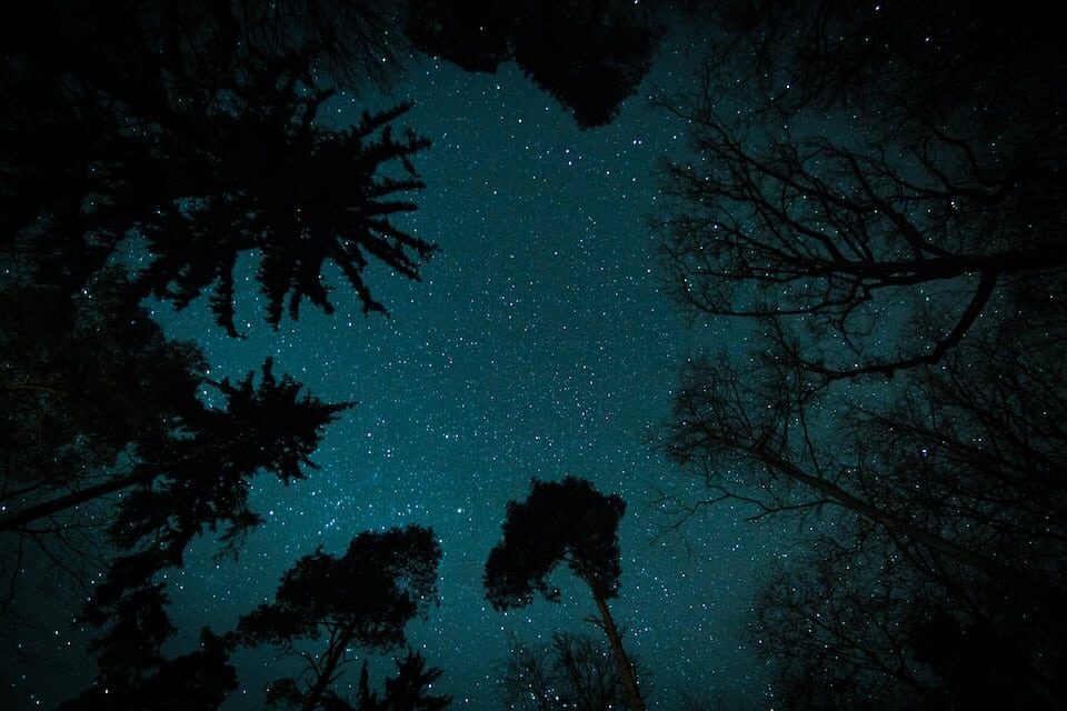 Looking up from moon bathing to stars above the trees